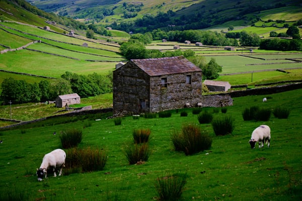 Barn sheep