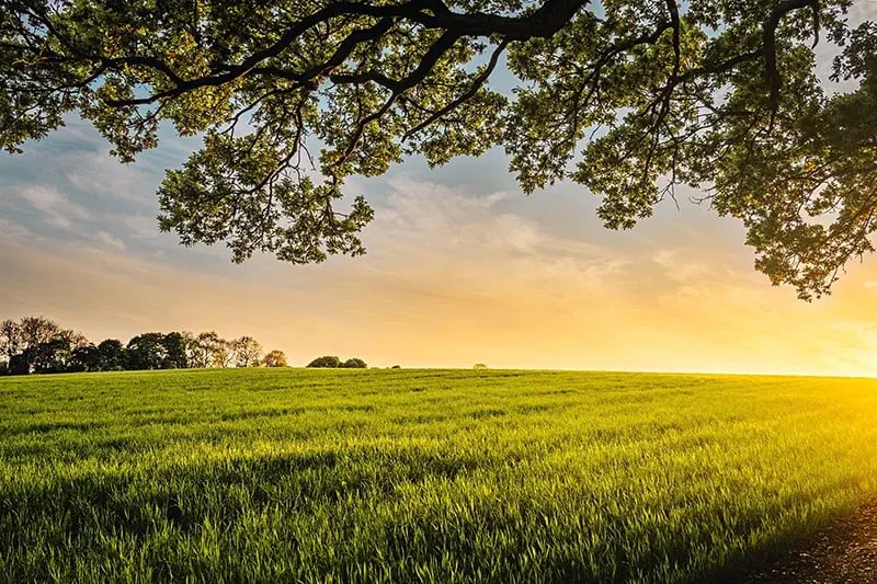 field-at-sunset