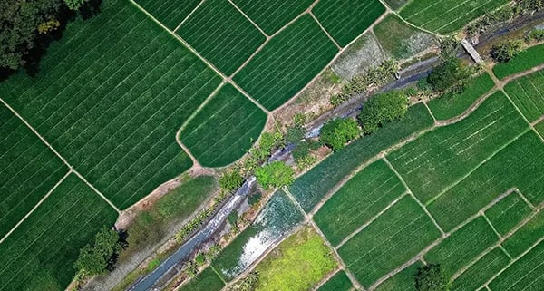 Aerial view of fields