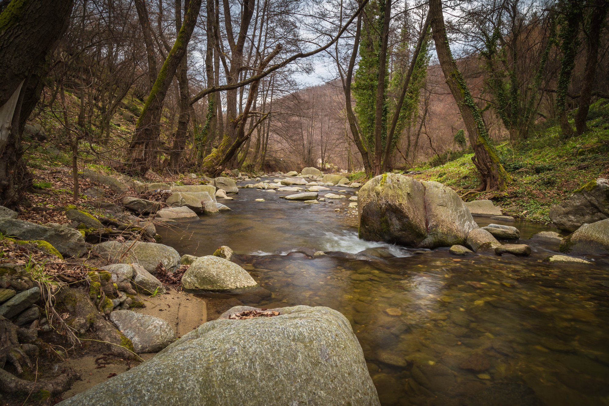 stream in forest